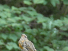 Erithacus rubecula