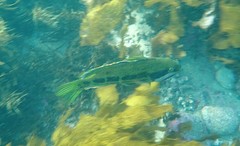 Heteroscarus acroptilus