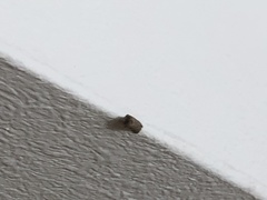 Lepidoptera
