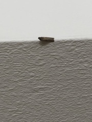Lepidoptera
