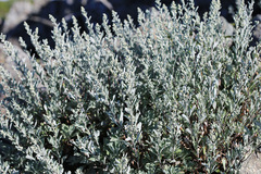 Artemisia lagocephala