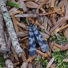 Panorpa carolinensis