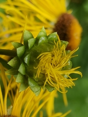 Inula helenium