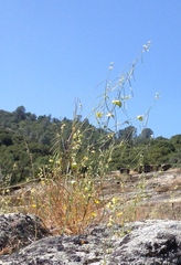 Streptanthus diversifolius