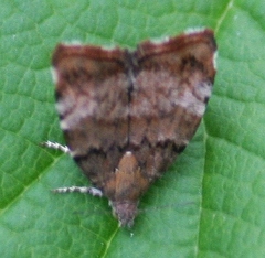Choreutis pariana