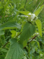 Lamium album