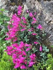 Penstemon rupicola