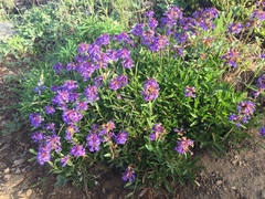 Penstemon procerus tolmiei