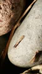 Kalotermitidae