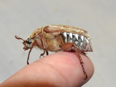 Anoxia australis
