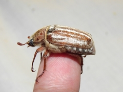 Anoxia australis