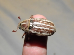 Anoxia australis