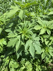 Ambrosia trifida trifida