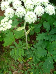 Angelica venenosa