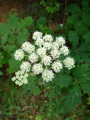 Angelica venenosa