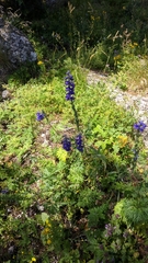 Delphinium fissum