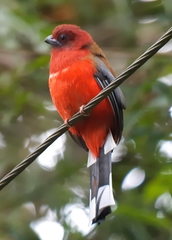 Red-Headed Trogon photo 2