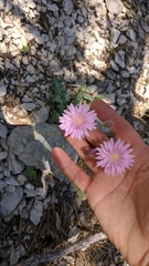 Crepis purpurea