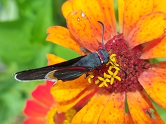 Mysoria barcastus