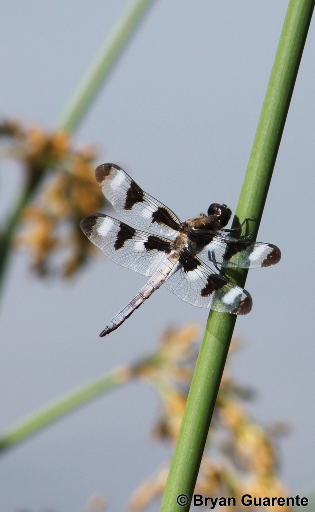 Twelve-spotted Skimmer (Dragonflies and Damselflies of Alabama) ·  iNaturalist
