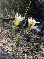 Gladiolus trichonemifolius