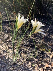 Gladiolus trichonemifolius