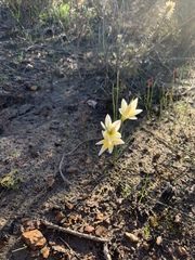 Gladiolus trichonemifolius