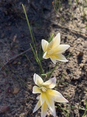 Gladiolus trichonemifolius