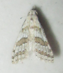 Alucitidae