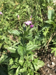Epilobium alpestre