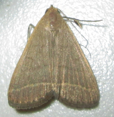 Simplicia extinctalis