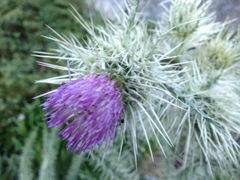 Cirsium eatonii clokeyi