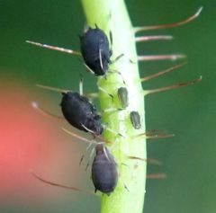 Aphis fabae solanella