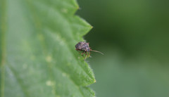 Charagochilus