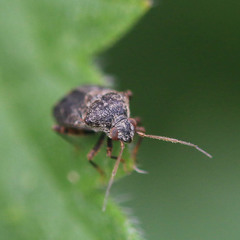Charagochilus