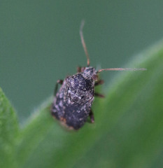 Charagochilus