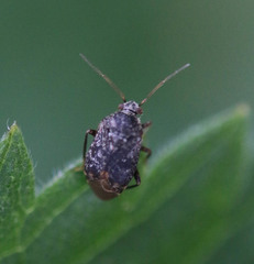 Charagochilus