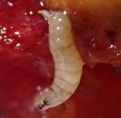 Rhagoletis cerasi
