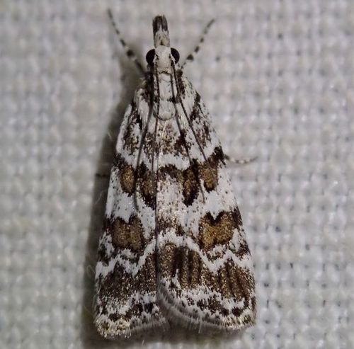 Scoparia pyralella