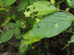 Physosmaragdina nigrifrons