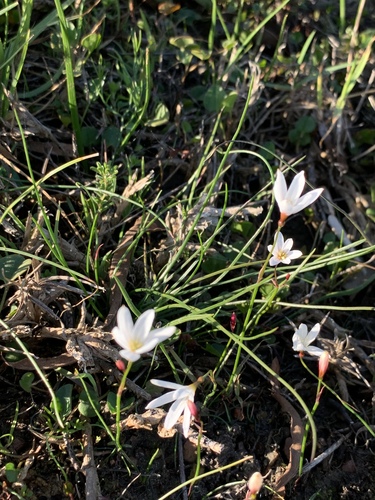 Strumaria spiralis