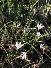 Strumaria spiralis