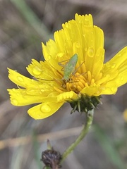 Closterotomus norwegicus
