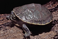 Deirochelys reticularia