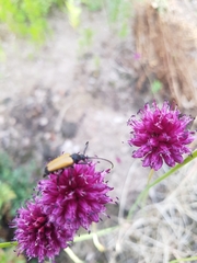 Paracorymbia fulva