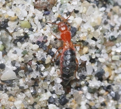 Endeodes insularis