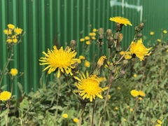 Sonchus arvensis