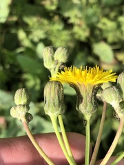 Sonchus arvensis