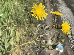 Sonchus arvensis