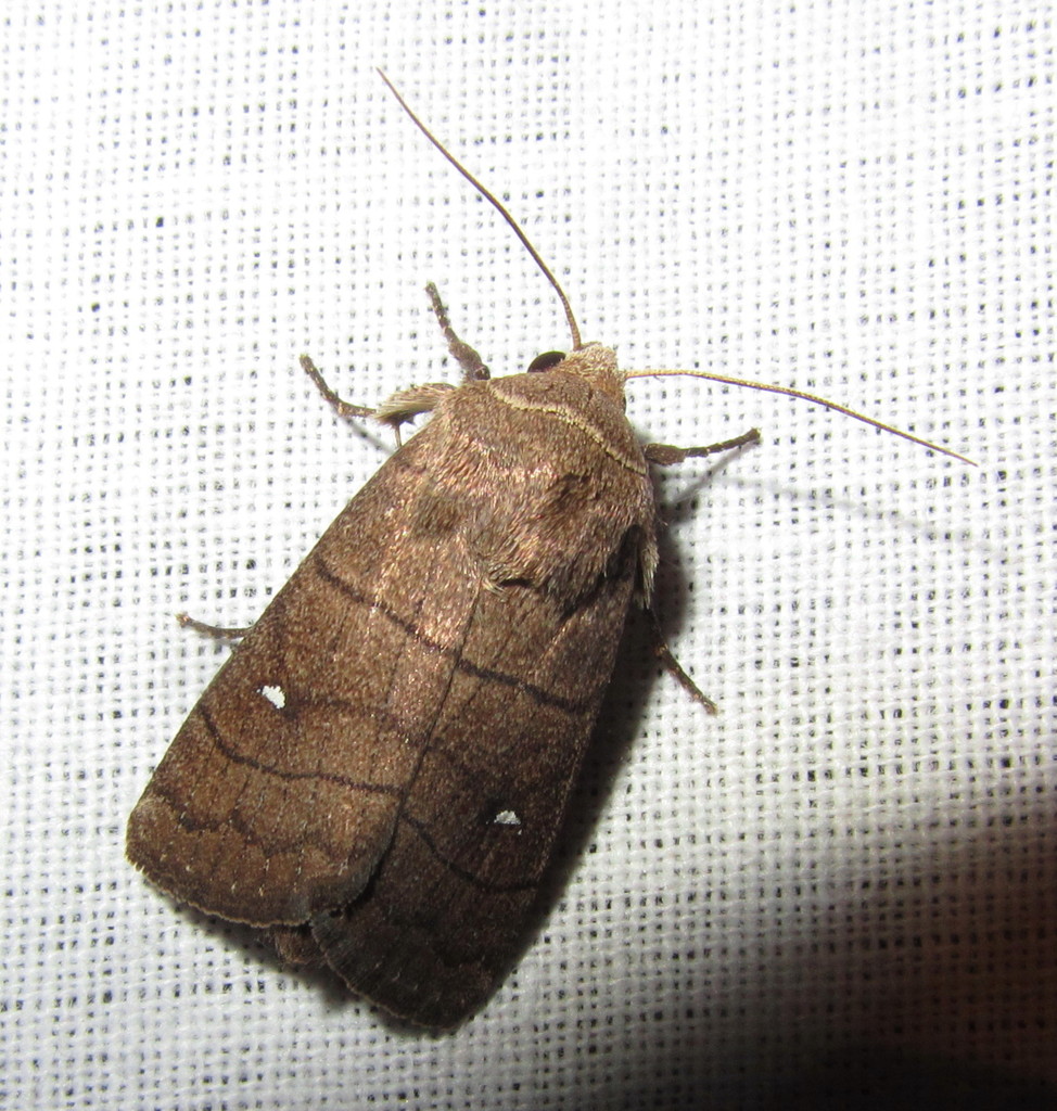 Proxenus lineosa